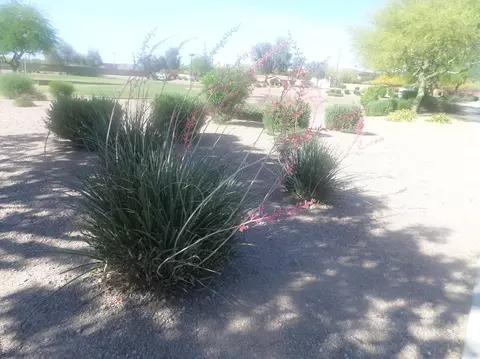 1497 W Diamond Ave, Apache Junction, AZ 85120 photo 12