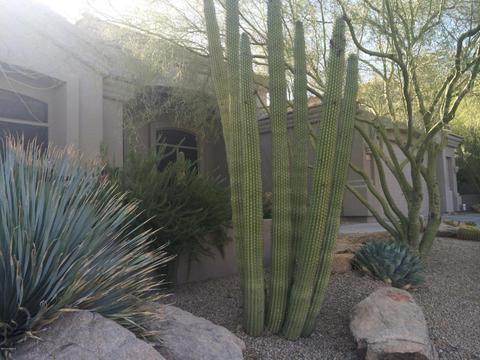 14636 S 4th Dr, Phoenix, AZ 85045 photo 3