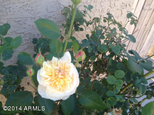 2106 E Redfield Rd, Phoenix, AZ 85022 photo 11