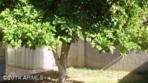 1125 E Malibu Dr, Tempe, AZ 85282 photo 10