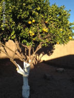 4414 E Ashurst Dr, Phoenix, AZ 85048 photo 29