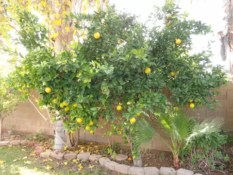 3314 E Vaughn Ave, Gilbert, AZ 85234 photo 71