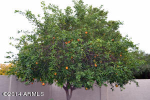 5035 E Diamond Ave, Mesa, AZ 85206 photo 10