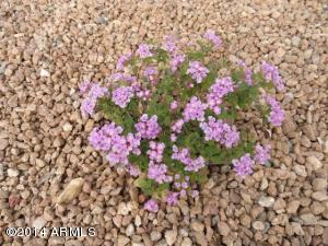 858 E Jasmine St, Mesa, AZ 85203 photo 93