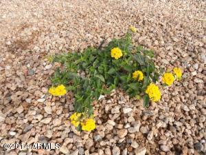 858 E Jasmine St, Mesa, AZ 85203 photo 94