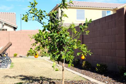 2742 E Palmer St, Gilbert, AZ 85298 photo 70