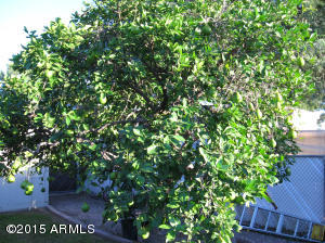 416 Ash --, Mesa, AZ 85201 photo 9