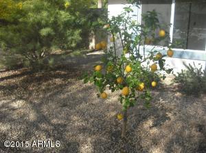 5034 E Salinas St, Phoenix, AZ 85044 photo 3