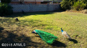 3242 E Flower St, Phoenix, AZ 85018 photo 3