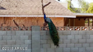 3242 E Flower St, Phoenix, AZ 85018 photo 5