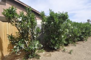 3731 E Surrey Ave, Phoenix, AZ 85032 photo 16