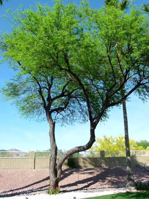 3456 E Granite View Dr, Phoenix, AZ 85044 photo 74