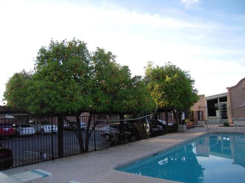 4414 E Hubbell St #65, Phoenix, AZ 85008 photo 17