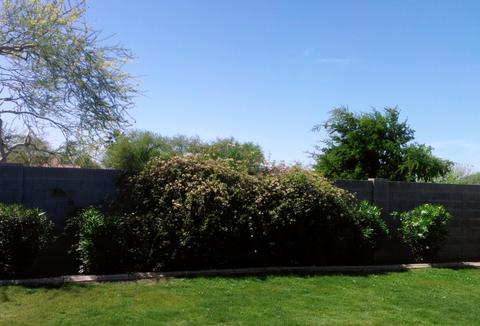983 E Saratoga St, Gilbert, AZ 85296 photo 36