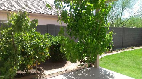 983 E Saratoga St, Gilbert, AZ 85296 photo 32