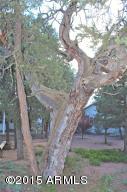 2119 Bluejay --, Overgaard, AZ 85933 photo 22