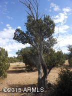 3253 Alkire Rd, Overgaard, AZ 85933 photo 44