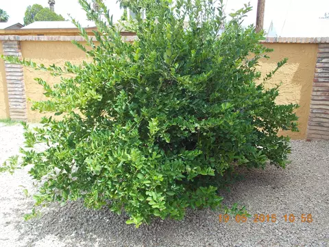 248 E Glade Ave, Mesa, AZ 85210 photo 27