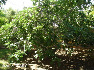2007 E Turney Ave, Phoenix, AZ 85016 photo 7