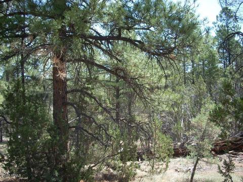 2971 Constellation Ln #-, Overgaard, AZ 85933 photo 5