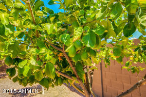 10631 E Keats Ave, Mesa, AZ 85209 photo 40