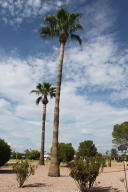 561 S 80 St, Mesa, AZ 85208 photo 16