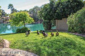 1009 W Peninsula Dr, Gilbert, AZ 85233 photo 49
