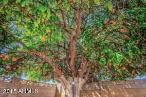 507 E Pegasus Dr, Tempe, AZ 85283 photo 28