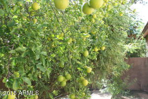 160 E Lowell Ave, Gilbert, AZ 85295 photo 7