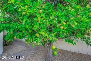 1333 E Briarwood Ter, Phoenix, AZ 85048 photo 44
