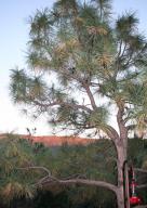 4541 N Serenity Cir, Pine, AZ 85544 photo 25