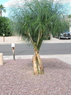 4921 E Fox St, Mesa, AZ 85205 photo 40