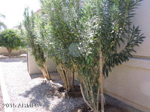 4665 E Mia Ln, Gilbert, AZ 85298 photo 70