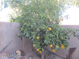 2304 E Peach Tree Dr, Chandler, AZ 85249 photo 18
