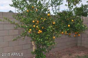 337 E Marilyn Ave, Mesa, AZ 85210 photo 19