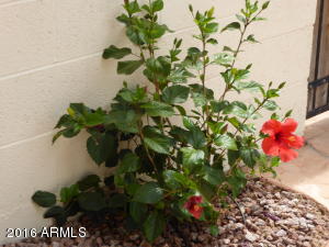 8420 S Maple Ave, Tempe, AZ 85284 photo 63