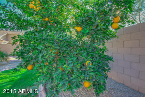 10119 E Lobo Ave, Mesa, AZ 85209 photo 44
