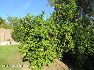  1019 N 93rd Pl, Mesa, AZ 85207 photo 34