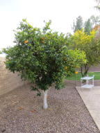3567 E Lowell Ave, Gilbert, AZ 85295 photo 20