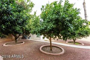 1924 E Campbell Ave, Gilbert, AZ 85234 photo 17