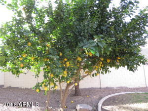 3435 E Phelps St, Gilbert, AZ 85295 photo 40