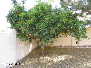 3435 E Phelps St, Gilbert, AZ 85295 photo 39