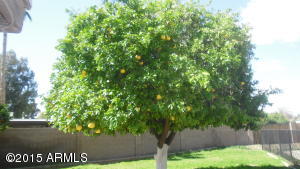 3112 E Dahlia Dr, Phoenix, AZ 85032 photo 18