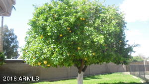 3112 E Dahlia Dr, Phoenix, AZ 85032 photo 25
