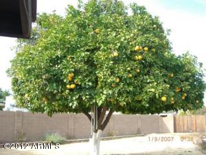 3112 E Dahlia Dr, Phoenix, AZ 85032 photo 9