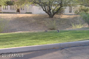 806 Eugie Ave, Phoenix, AZ 85022 photo 9