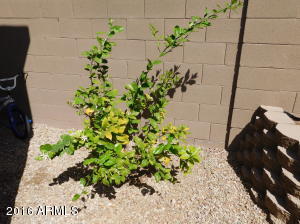 5809 S 35th Pl, Phoenix, AZ 85040 photo 39