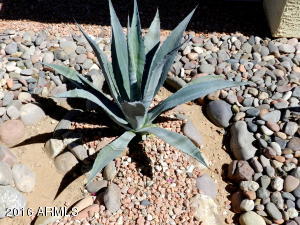 4341 E Corral Rd, Phoenix, AZ 85044 photo 5
