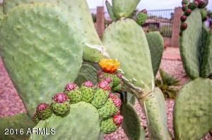 1150 E Yuma Ave, Apache Junction, AZ 85119 photo 38