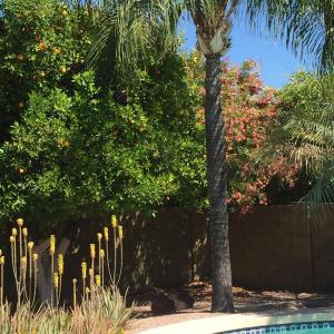 3445 Enrose St, Mesa, AZ 85213 photo 21